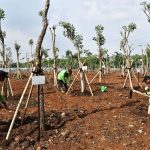 Sejumlah Petugas Dinas Pertamanan Da Hutan Kota Dki Jakarta Saat Melakukan Penanaman Pohon Di Kawasan Hutan Kota Jakarta Industrial Estate Pulogadung (jiep) Di Pulogadung, Jakarta Timur, Rabu (29/11/2023).