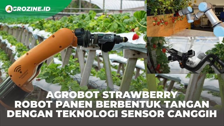 Panen Otomatis Cara Kerja Robot Pemetik Buah Berbasis Computer Vision